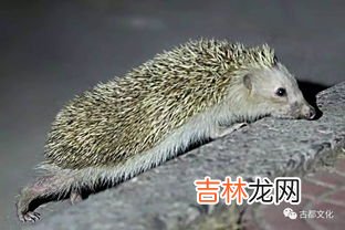 刺猬是哺乳动物吗,刺猬属于什么动物?