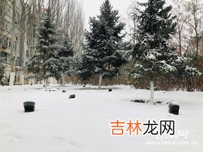 张家口的雪是人造的吗,张家口滑雪场是人造雪吗?