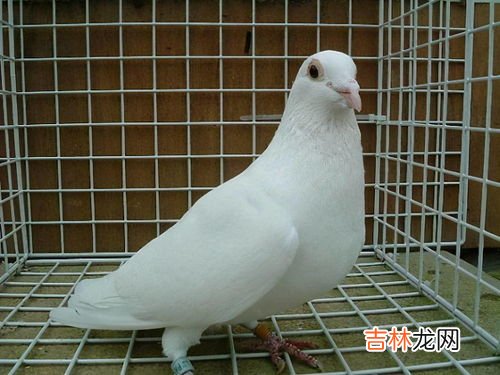 吃鸽子有什么好处,吃鸽子有什么好处