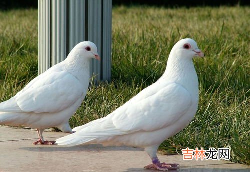 吃鸽子有什么好处,吃鸽子有什么好处