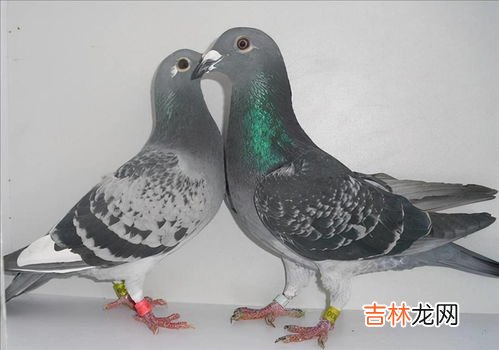 吃鸽子有什么好处,吃鸽子有什么好处