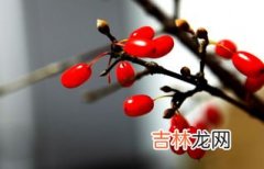 登高插茱萸寓意什么,重阳节插茱萸的意义 为什么要插茱萸呢