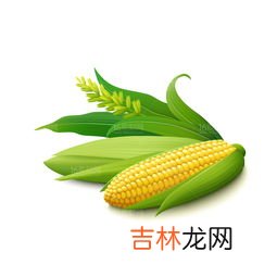 鲜玉米是绿通吗,鲜玉米是绿通吗？