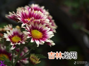 菊花在什么季节开放,菊花在什么季节开