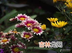 菊花在什么季节开放,菊花在什么季节开