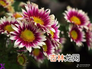 菊花在什么季节开放,菊花在什么季节开