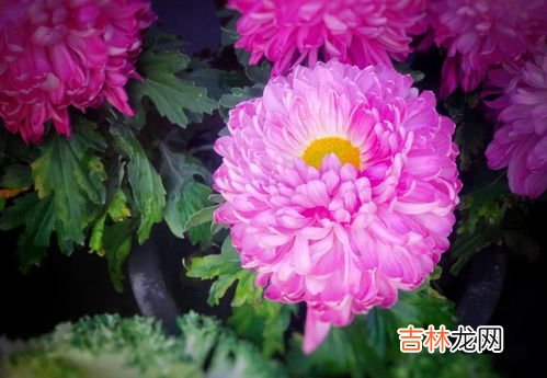 菊花在什么季节开放,菊花在什么季节开