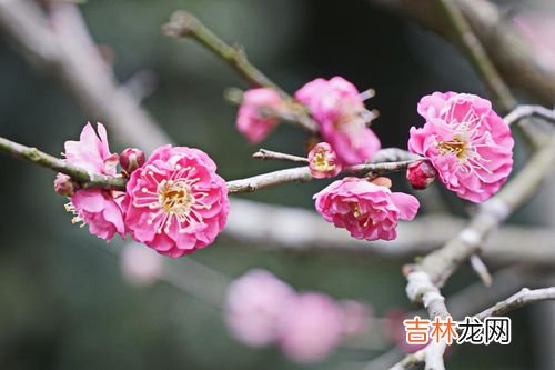梅花是什么季节开的,梅花是什么季节开的花