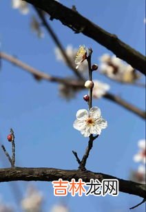 梅花是什么季节开的,梅花是什么季节开的花