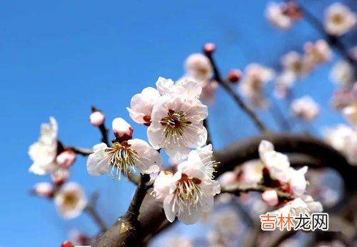 梅花是什么季节开的,梅花是什么季节开的花
