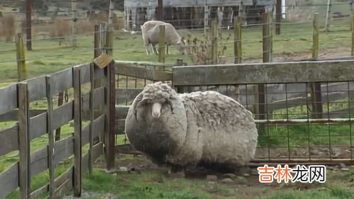 羊剪毛是什么,獭兔毛和羊剪毛一样吗
