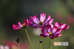 格桑花的花语,格桑花的花语是什么？