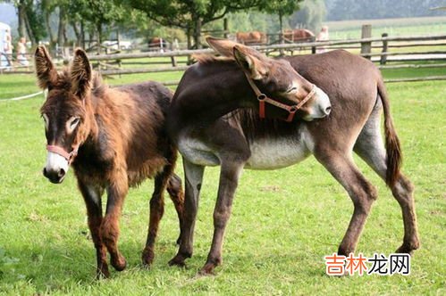 马和驴区别在哪里,马和驴有什么区别？