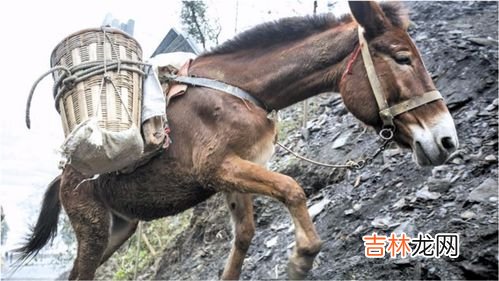 马和驴区别在哪里,马和驴有什么区别？