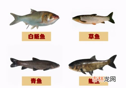 我国四大家鱼是青鱼鲢鱼鳙鱼和什么鱼,四大家鱼是指哪四大家鱼,分别详细介绍