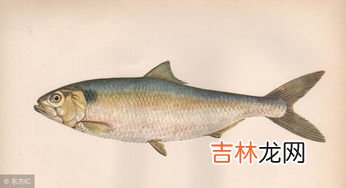 我国四大家鱼是青鱼鲢鱼鳙鱼和什么鱼,四大家鱼是指哪四大家鱼,分别详细介绍