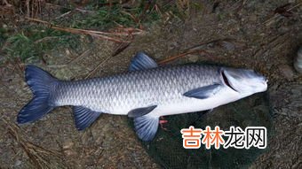 我国四大家鱼是青鱼鲢鱼鳙鱼和什么鱼,四大家鱼是指哪四大家鱼,分别详细介绍