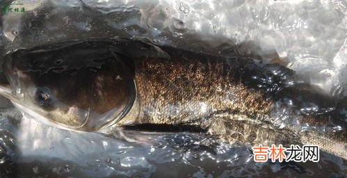 我国四大家鱼是青鱼鲢鱼鳙鱼和什么鱼,四大家鱼是指哪四大家鱼,分别详细介绍
