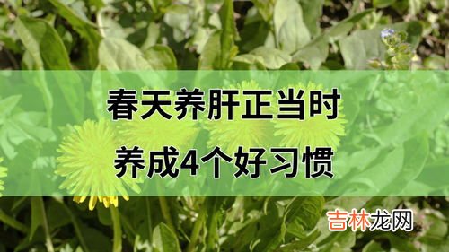 春季怎么养肝护肝,春天怎样养肝护肝