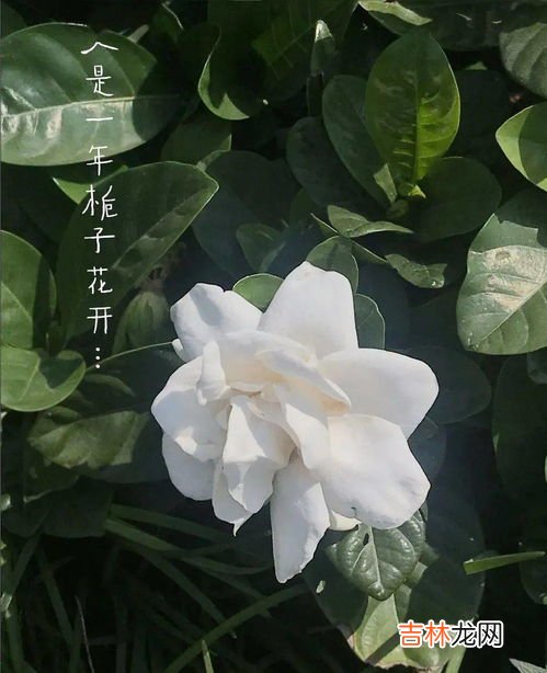 栀子花的花语是什么,栀子花的花语是什么?