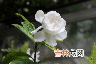 栀子花的花语是什么,栀子花的花语是什么?