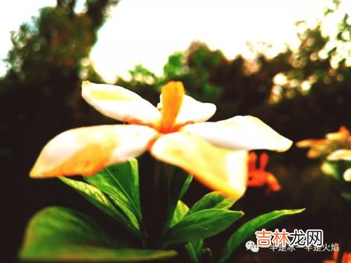 栀子花的花语是什么,栀子花的花语是什么?