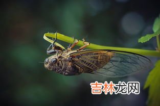 蝉的外形特征,蝉的外型特征