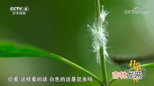 蝉的外形特征,蝉的外型特征