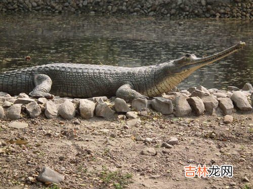 鳄鱼是爬行动物吗,鳄鱼是什么