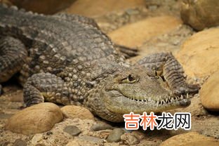 鳄鱼是爬行动物吗,鳄鱼是什么