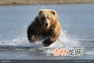 棕熊是有害动物吗,棕熊是濒危物种吗？