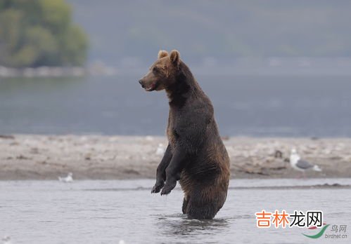 棕熊是有害动物吗,棕熊是濒危物种吗？