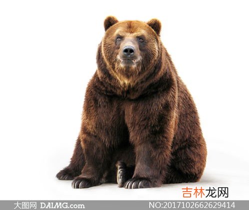 棕熊是有害动物吗,棕熊是濒危物种吗？