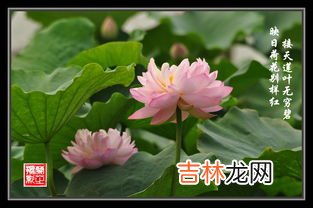 莲花的象征意义,莲花象征着什么意义