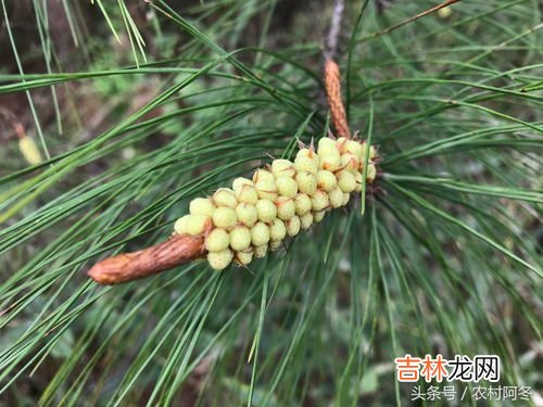 松花粉的功效,松花粉有什么功效