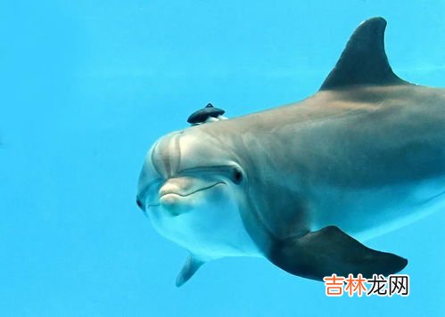 海豚的寓意,海豚的寓意及象征是什么
