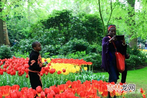 橙色郁金香花语,橙色郁金香的花语