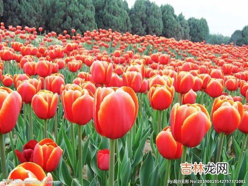 橙色郁金香花语,橙色郁金香的花语
