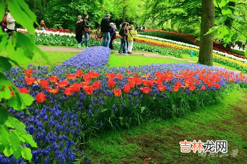 橙色郁金香花语,橙色郁金香的花语