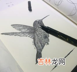 一只蜂鸟多重,你知道吗?一个蜂鸟的体重是多少?