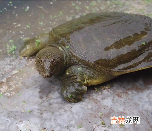 老鳖是甲鱼吗,老鳖和甲鱼有什么区别
