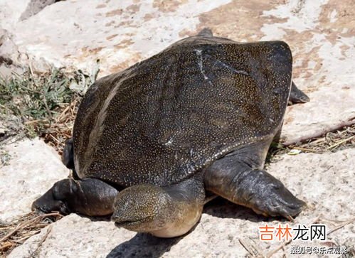 老鳖是甲鱼吗,老鳖和甲鱼有什么区别