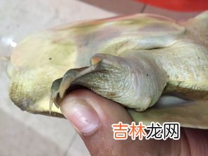 老鳖是甲鱼吗,老鳖和甲鱼有什么区别