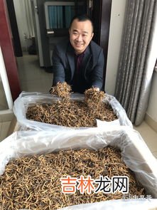 北虫草的功效与作用,虫草花，本名为“蛹虫草”，又被称为“北虫草”，虫草花的功效是什么呢？