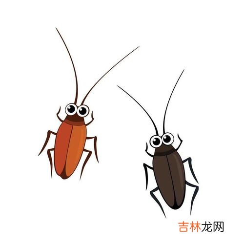 蟑螂怕什么气味和东西,蟑螂怕什么东西和气味