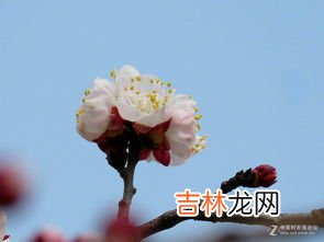 杏花是什么季节开的,杏花是什么季节开的