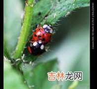 黑色甲虫吃什么食物,家里发现黑甲虫是怎么回事？