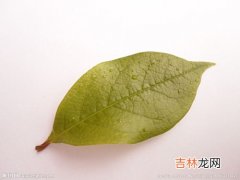 白玉兰有叶子吗,玉兰花没有叶子吗