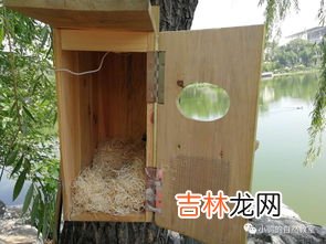 为啥晚上蜂箱巢门外有一坨蜂,蜜蜂雄蜂在箱子外面结团，晚上也不进去箱子里是为什么