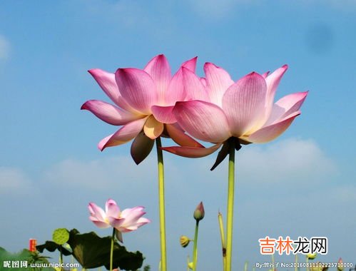 并蒂莲花语,并蒂莲花语